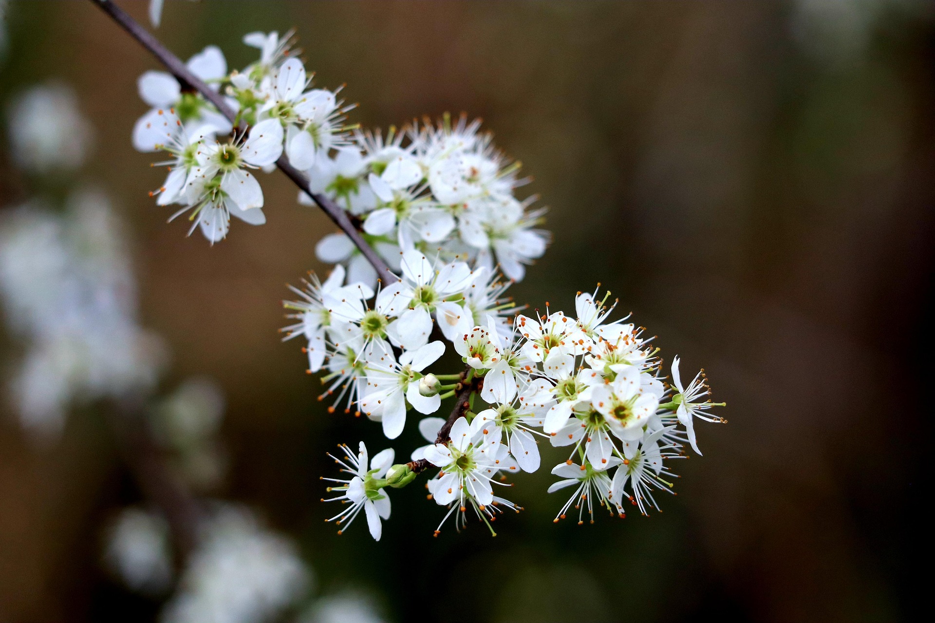 Fleurs blanches d'aubépine au printemps